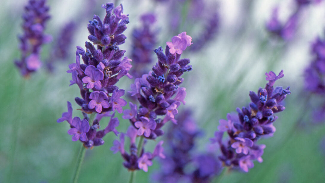 Factor X - Organic Skin moisturizer, blend of pure whipped shea butter with coconut oil and fresh aroma of Lavender